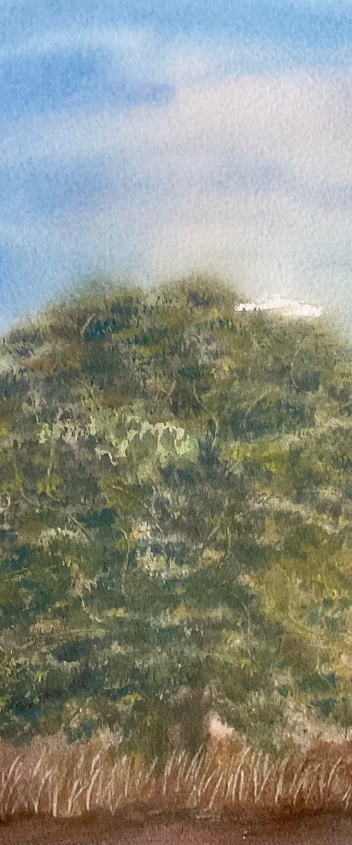 Old oak, Kings stag, Dorset by Samantha Adams
