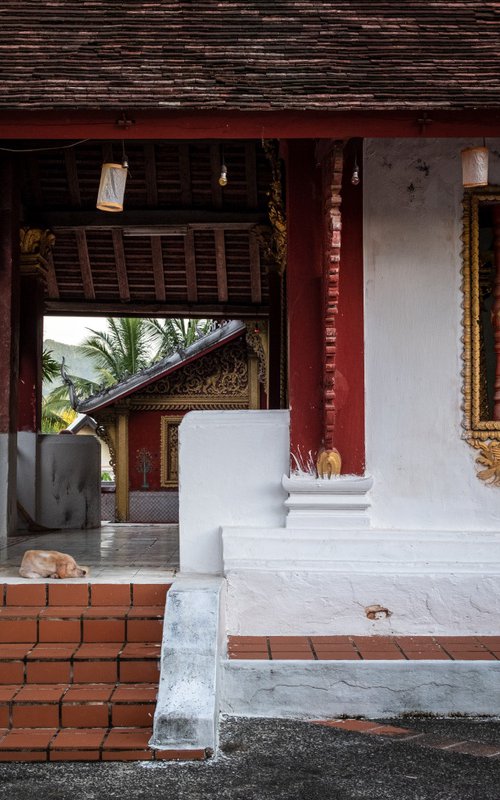 Temple Dogs of Laos No.6 by Serge Horta