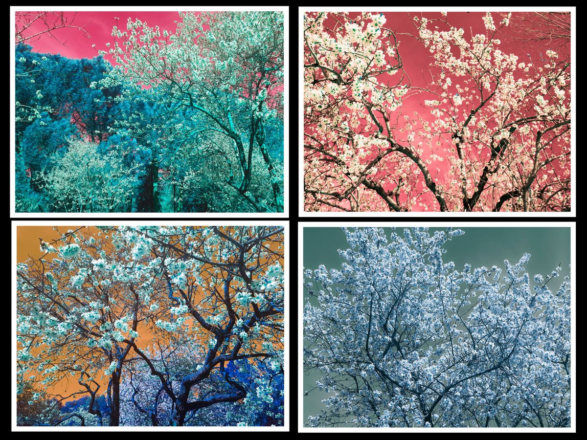 Nature and Seasons by Viet Ha Tran