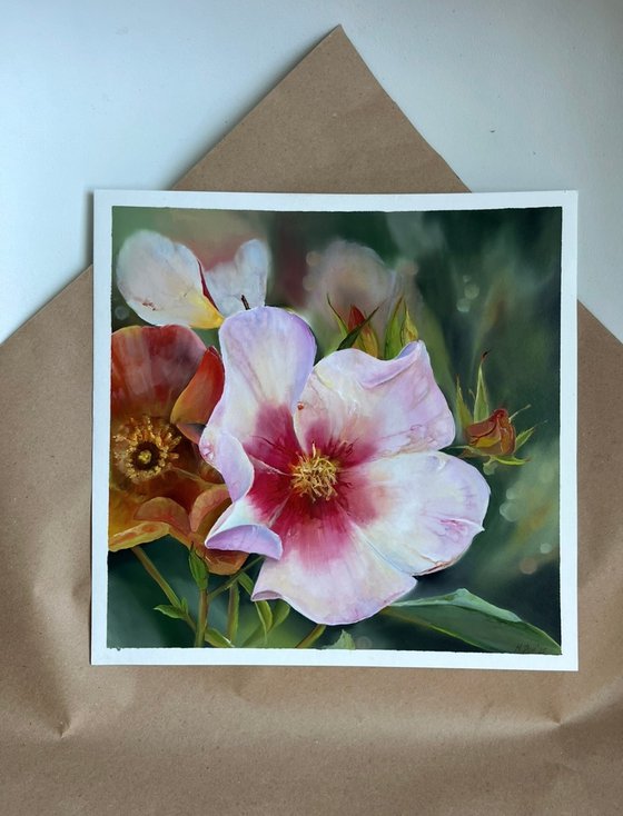 Hybrid rose Dog-rose