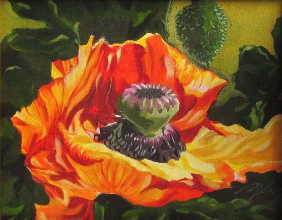 poppy in the garden