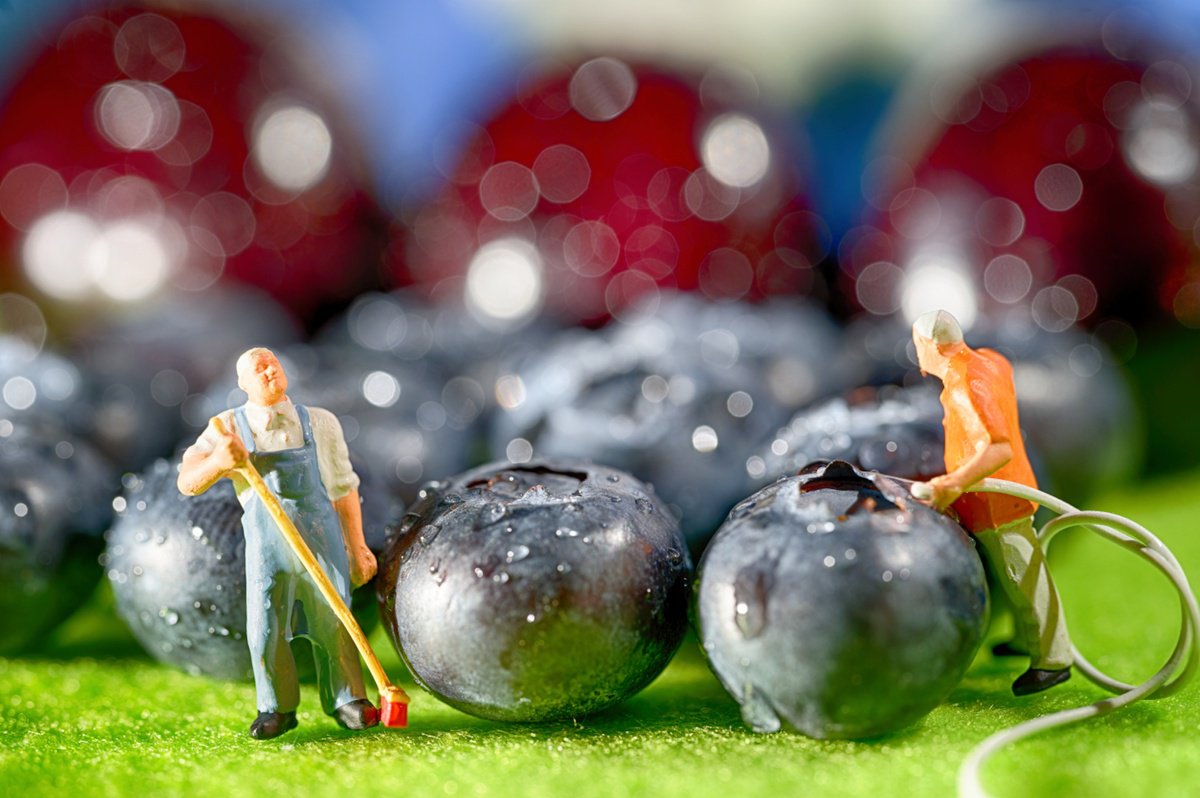 Organic Abstract Photograph By Marc Ehrenbold, 40 X 30", Watering The Blueberries, Original Artwork