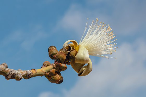 Pseudobombax ellipticum