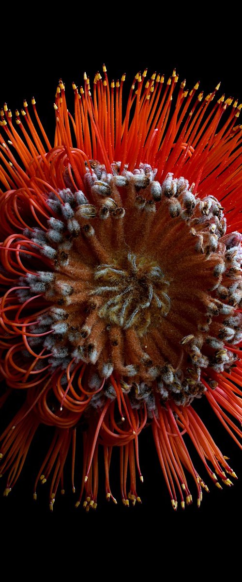 Scarlet Banksia Flower by Nadia Culph