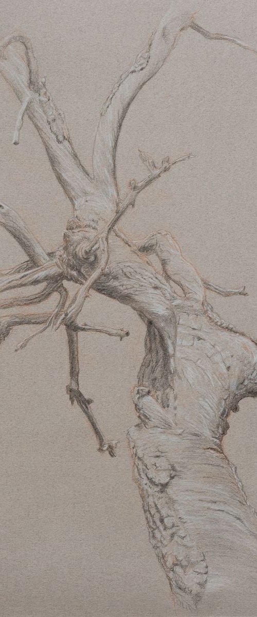 Weathered Tree by John Fleck