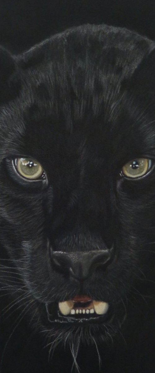 Panther - Black Leopard by Silvia Frei