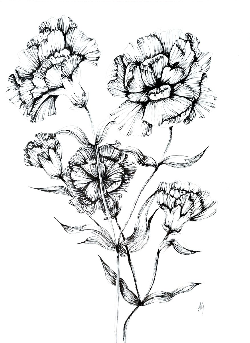 Illustrative Botanical Ink Drawing By Aneta Gajos, 9 X 13, Carnation 2, Original Artwork