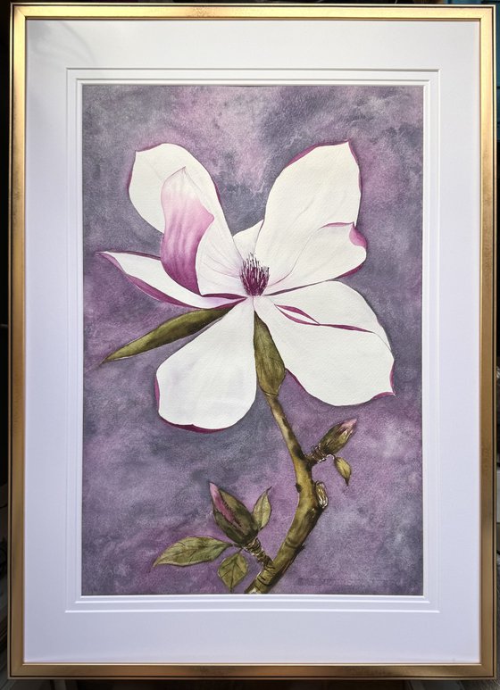 Wild Pink magnolia