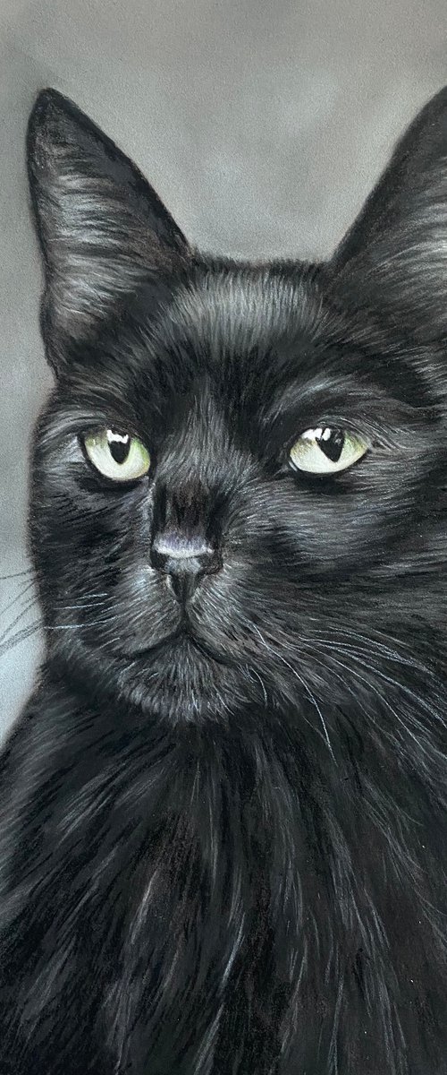 Black cat by Maxine Taylor