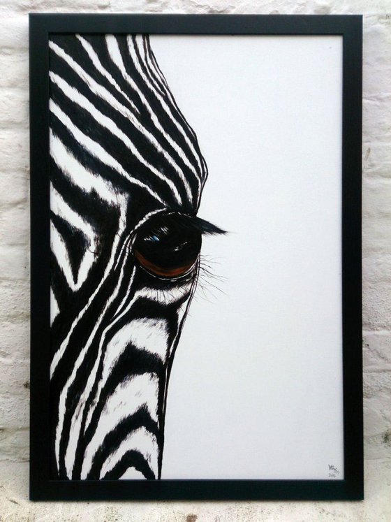 Zebra