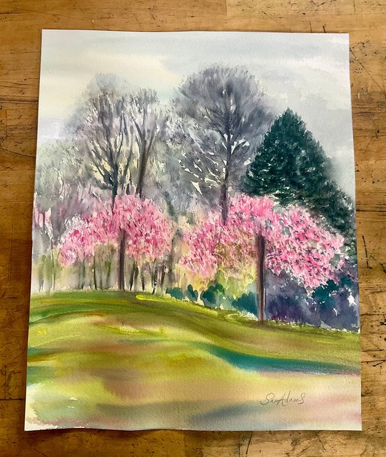 Japanese cherry blossoms, Kingston lacy gardens, Dorset