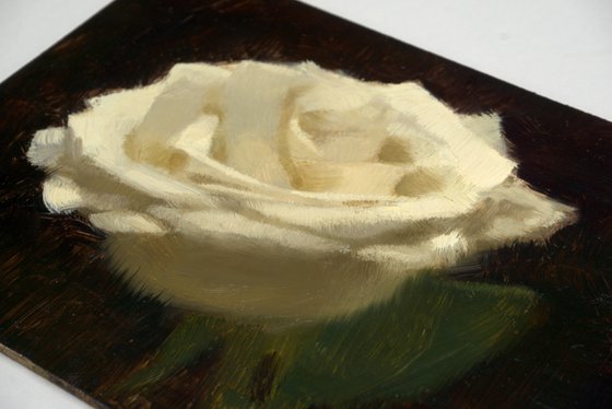 White rose