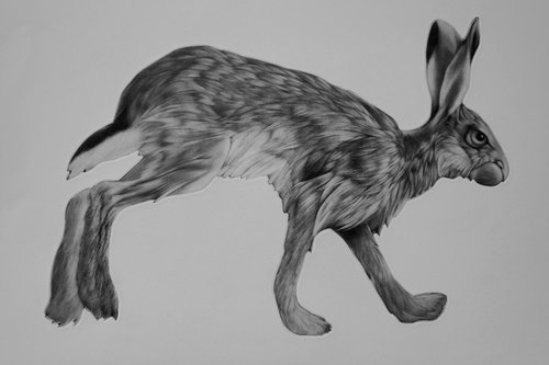 Trotting Hare by Clive Riggs