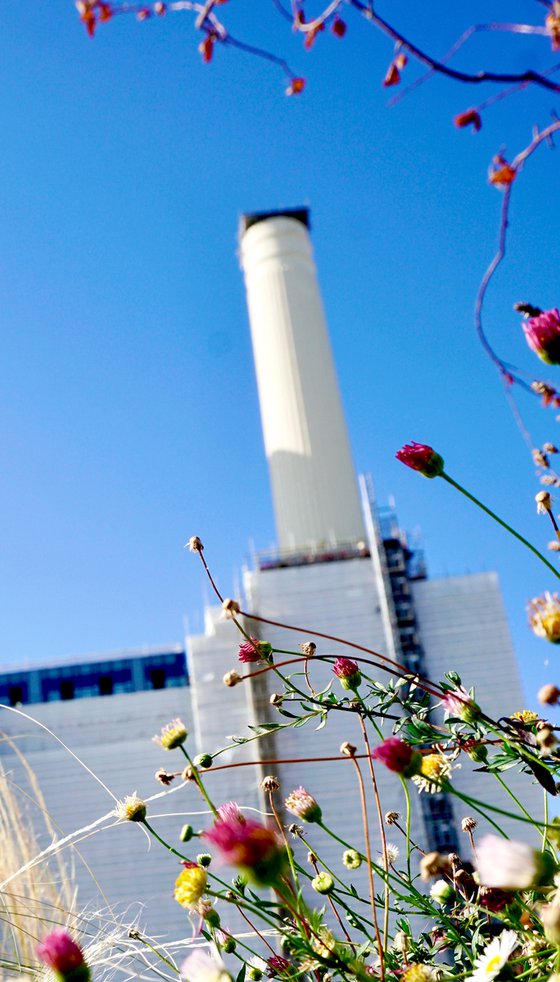 Battersea Power station :  Flowers 2020 1 of 20 8"X12"
