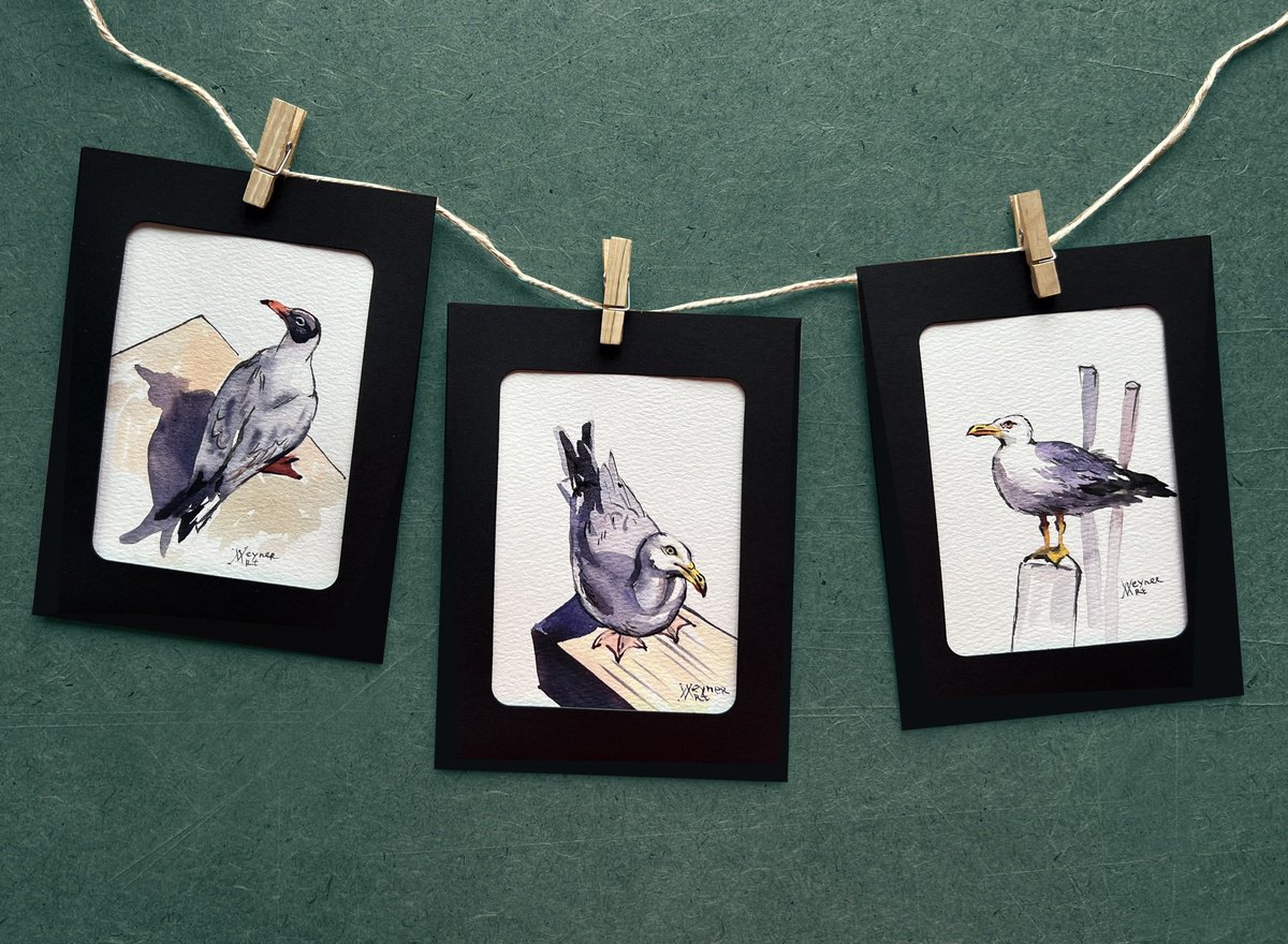 Sly seagulls. Postcards by Natalia Veyner