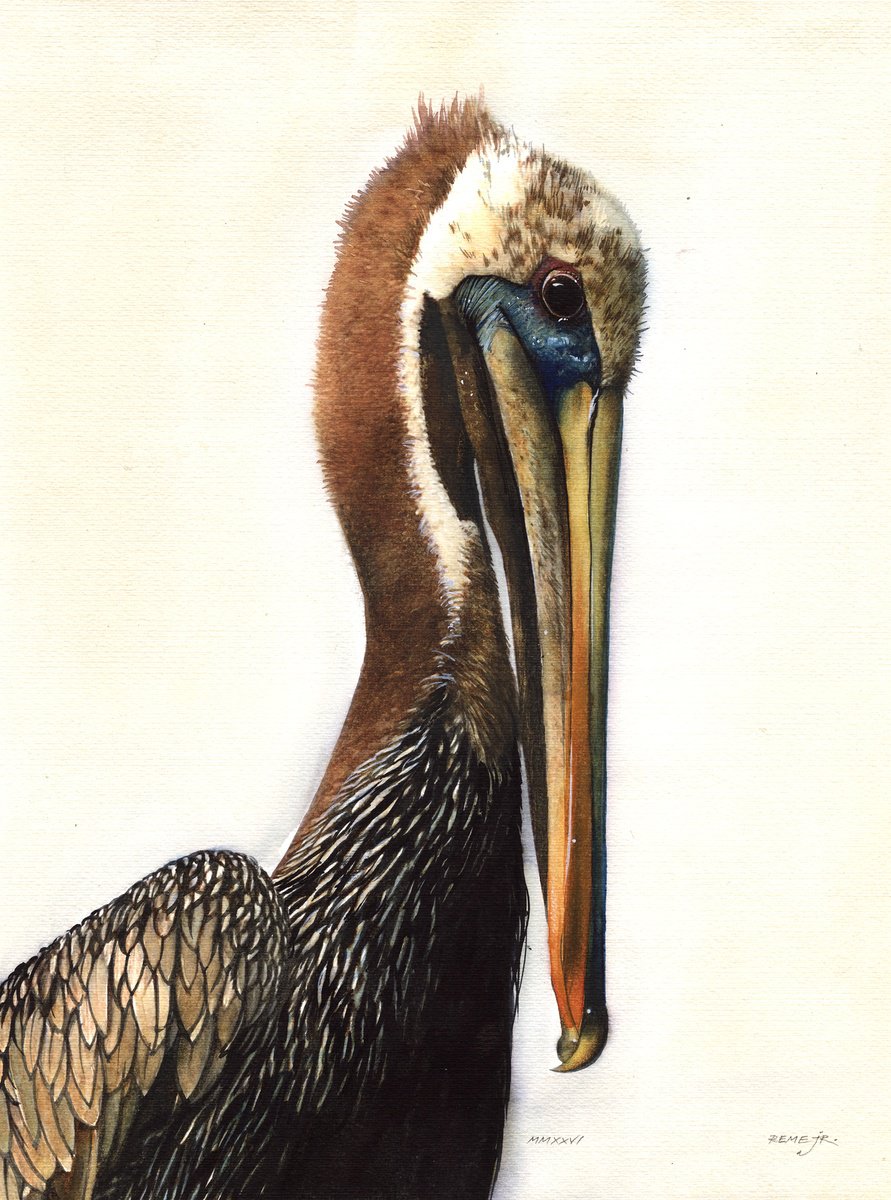 Photorealistic Watercolour , Bird Ccxxx - Pelican By Reme Jr., 13 X 17, Artwork For Sale On Artfinder