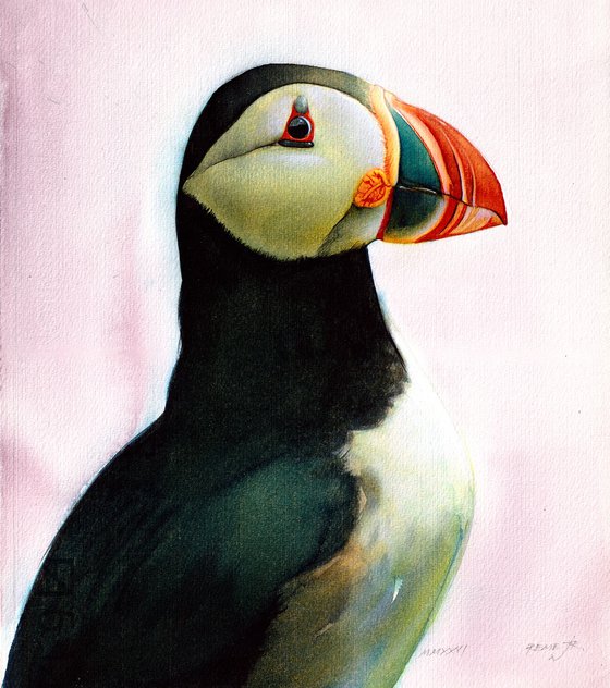 BIRD CCXXXVIII - Atlantic puffin