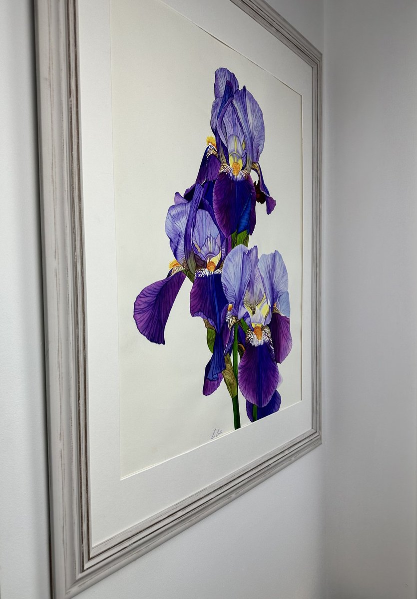 Purple Iris Original Watercolour Painting by Irsa Ervin