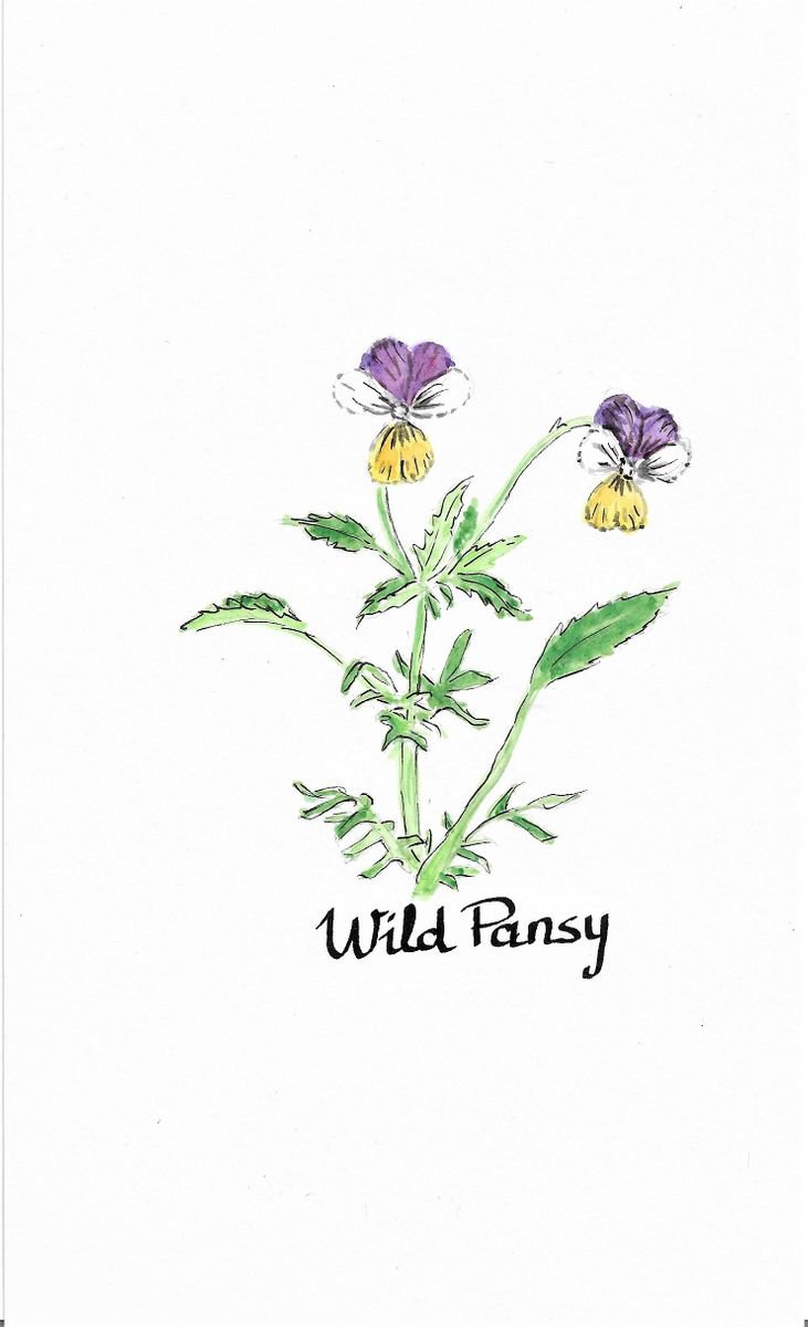Wild Pansy by MARJANSART