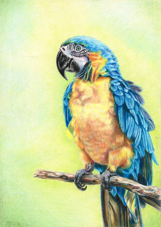 Yellow Parrot/Bird Series