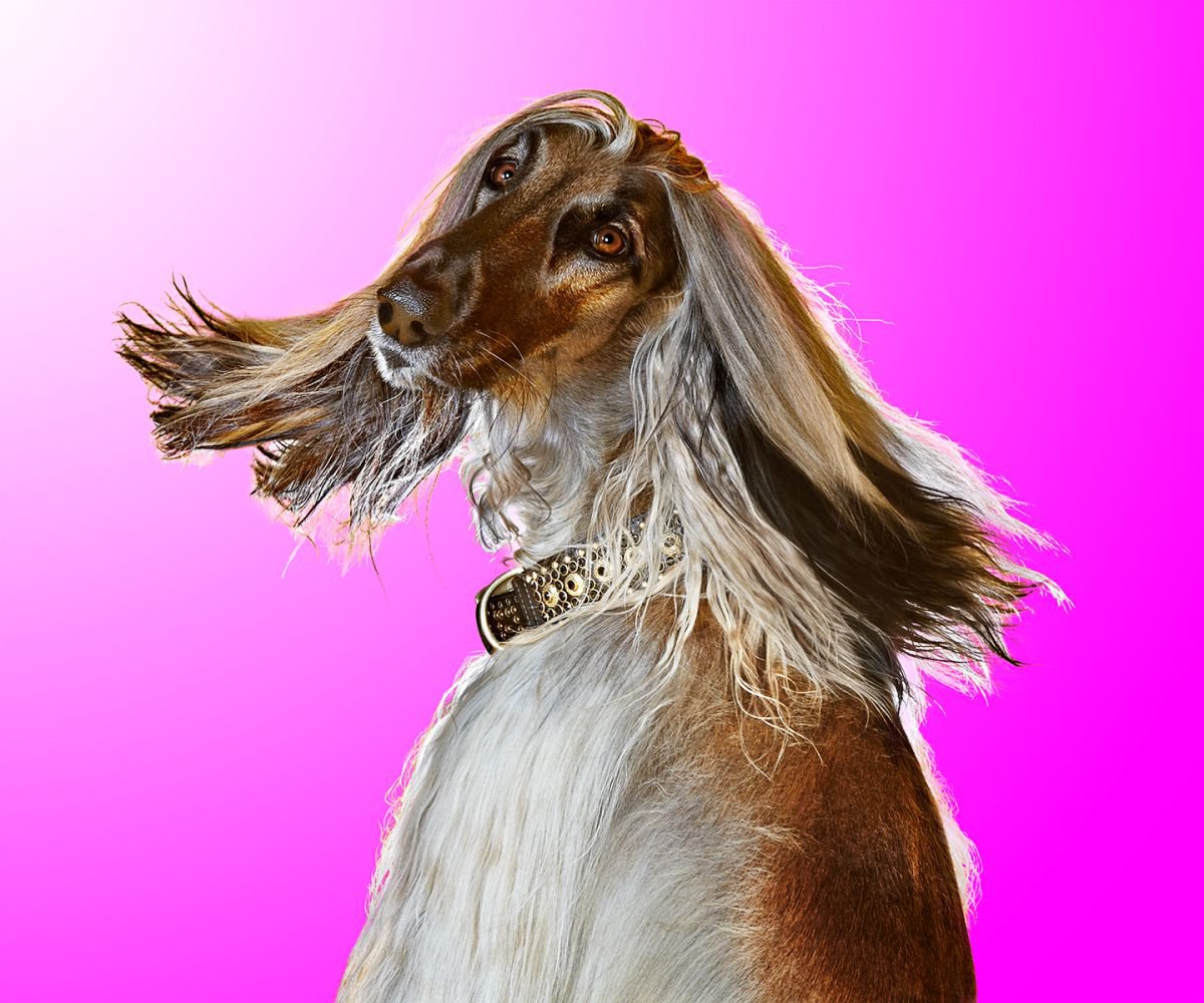 Photorealistic Animal Photograph By Gandee Vasan, 23 X 17, Because I