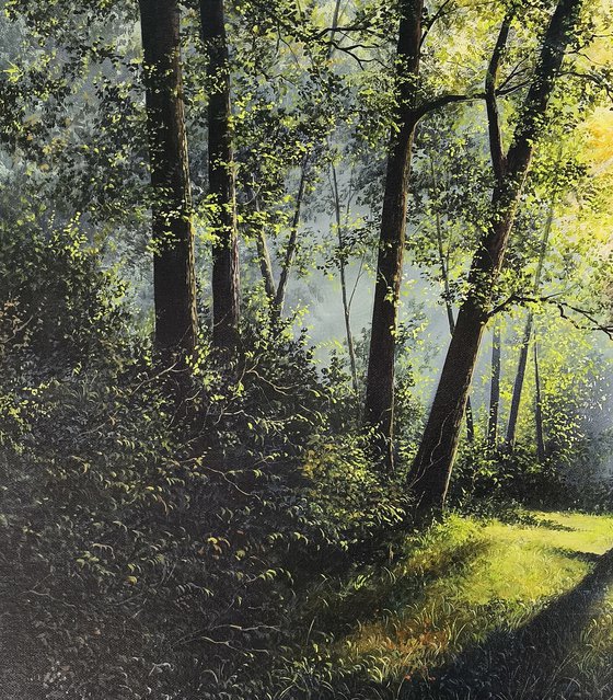 Sunlit Forest and River