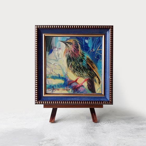 Night starling bird