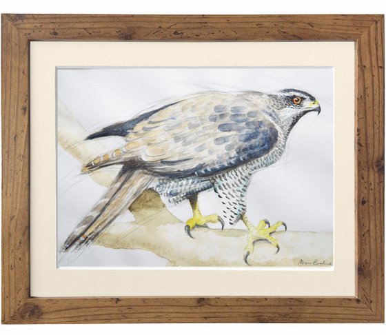 Goshawk