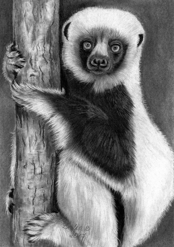 coquerel's sifaka-lemur