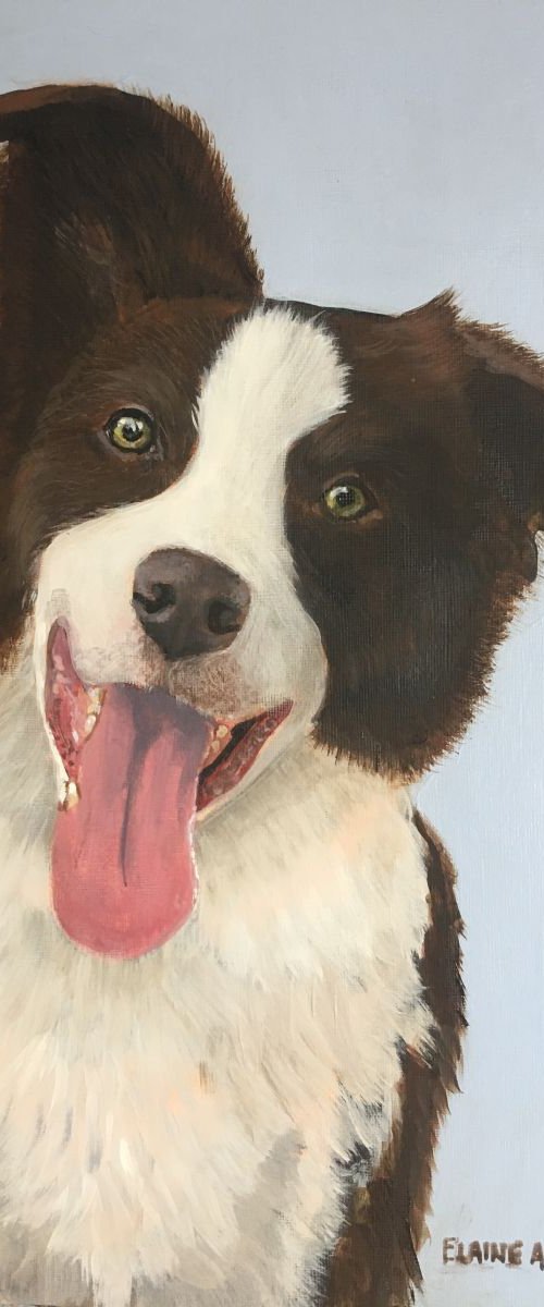 JESS - BORDER COLLIE by ELAINE ASKEW