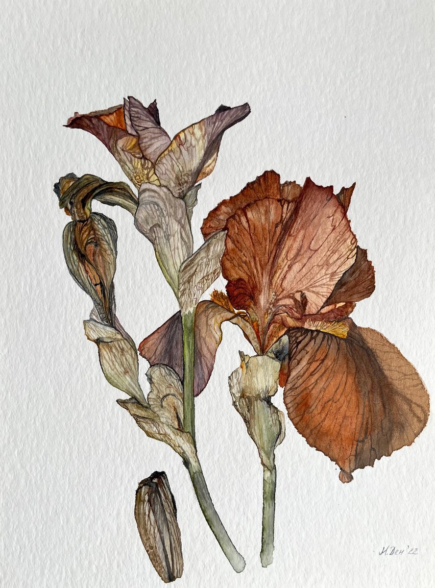 Photorealistic Watercolour , Brown Yellow Orange Iris By Myroslava Denysyuk, 9 X 13, Artwork For Sale On Artfinder