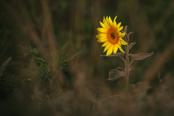 Golden Silence V – Solitary Light