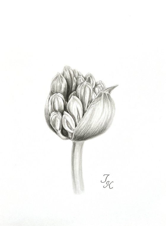 Agapanthus bud