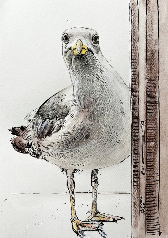 Seagull in the window