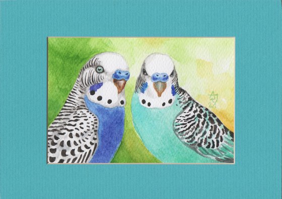 Fine pleasure - Budgerigars