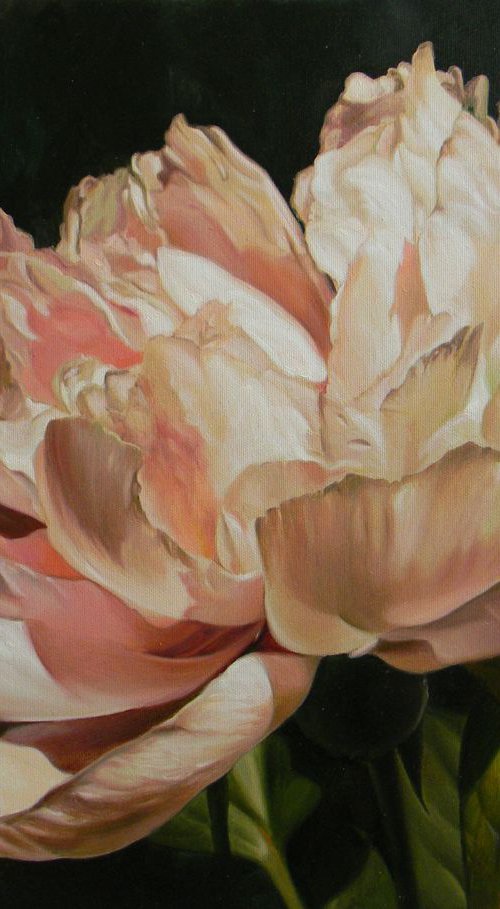peony by Julia Diven