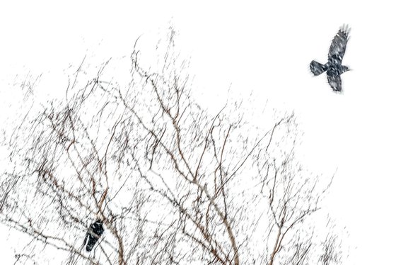 Rooks in Snow