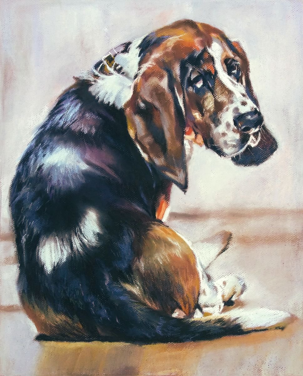 Basset hound by Magdalena Palega