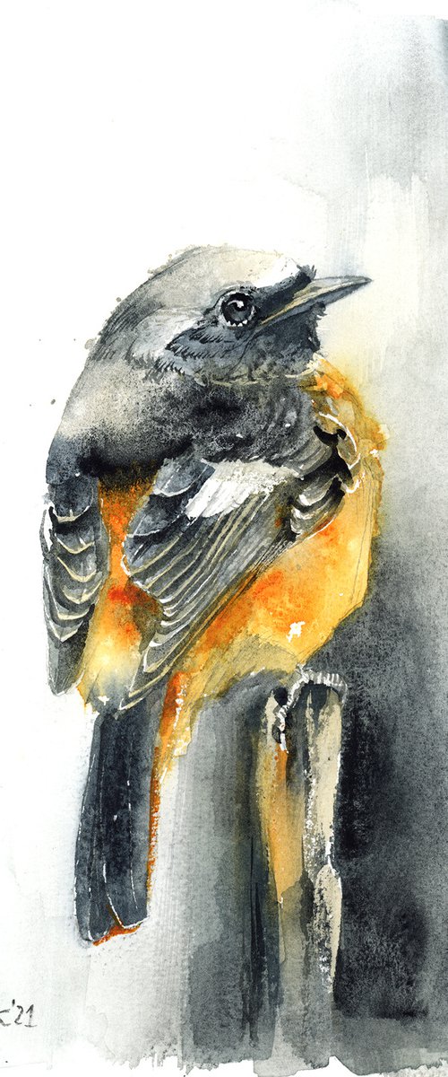 Common Redstart, watercolor of birds and wildlife by Karolina Kijak