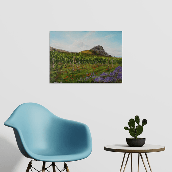 Lavender Field and Vineyard