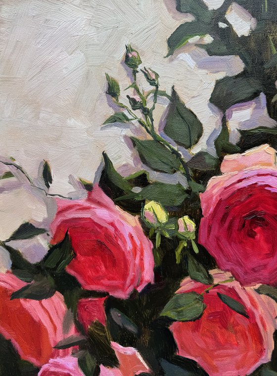 Pink Roses
