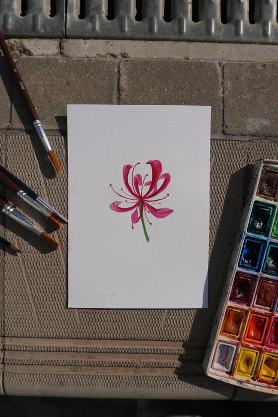 Pink Nerine