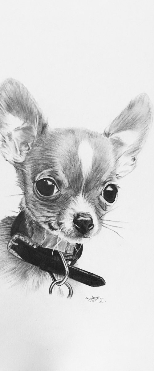 Chihuahua by Amelia Taylor