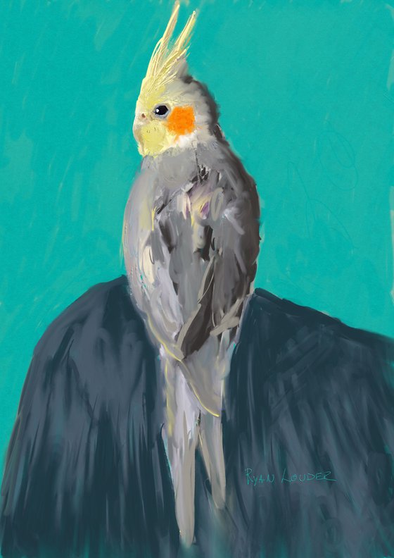 Cockatiel Against A Teal Background