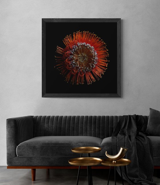 Scarlet Banksia Flower