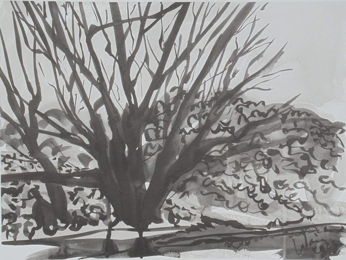 Tree study with Mimosa in Manilva by Kirsty Wain