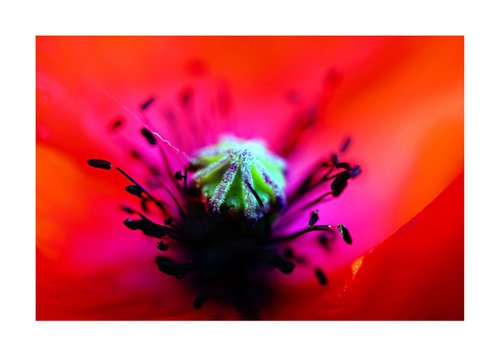 Abstract Pop Color Nature Photography 27 by Richard Vloemans