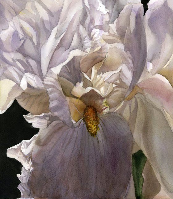 the scent of iris