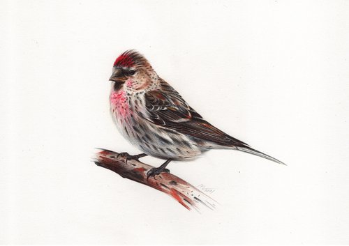 Common Redpoll or Mealy Redpoll - Bird Portrait by Daria Maier