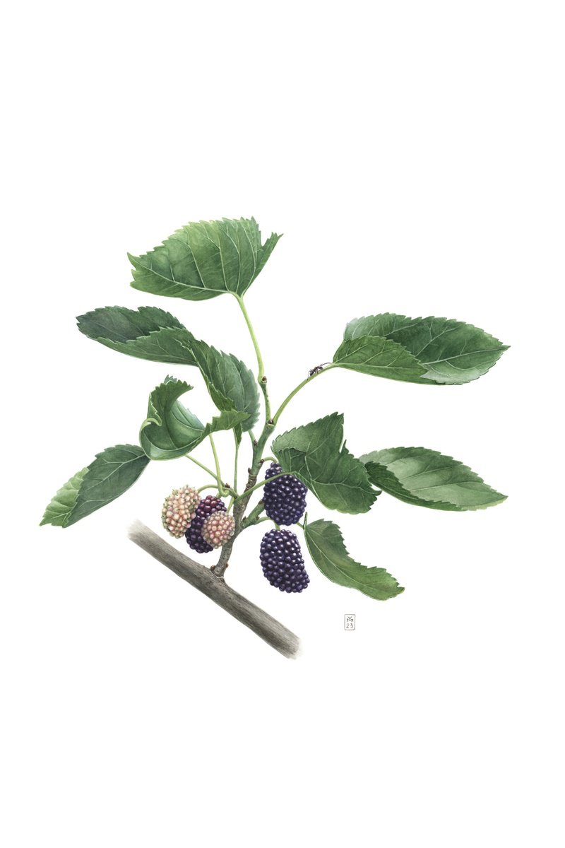 Photorealistic Botanical Watercolour By Yuliia Moiseieva, 15 X 22", Mulberry Ant, Original Artwork
